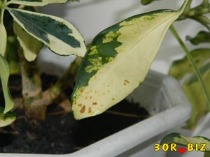 Заболевания комнатных растений