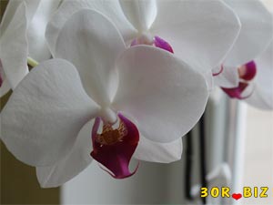 Белая орхидея цветок