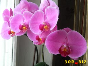 Розовая орхидея цветы