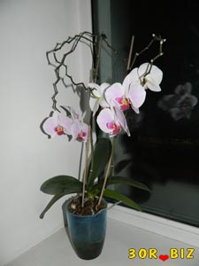 Орхидея в горшке