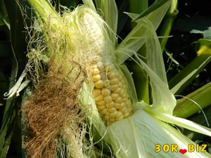 Мало зёрен на початке кукурузы