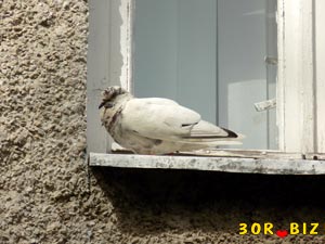 Белый голубь на подоконнике