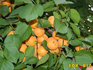 Ветка со спелыми абрикосами и листьями