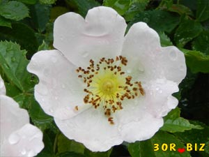 Белый цветок шиповника