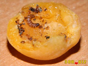 Червяк на абрикосе
