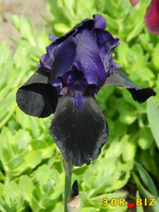 Чёрно-фиолетовый ирис