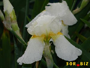 Цветок белого ириса после дождя