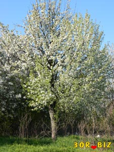 Цветущее дерево груши