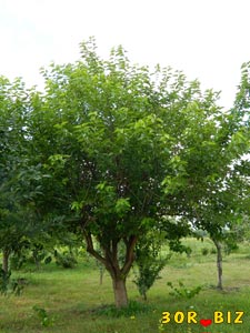 Дерево шелковицы с листьями