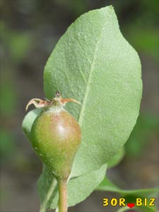 Груша и лист груши