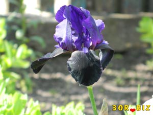 Красивый чёрно-фиолетовый ирис