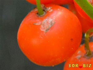 Красная ягода ландыша крупно