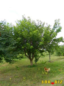 Молодое дерево шелковицы и пёсик