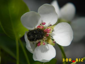 Олёнка мохнатая на цветке груши