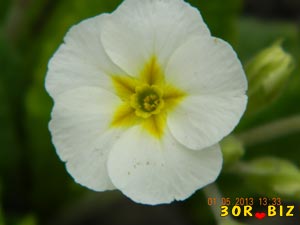 Первоцвет, белый цветок крупный