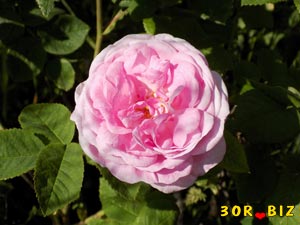Пышный розовый цветок шиповника