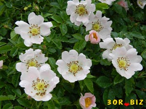 Розовые и белые цветки шиповника