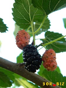 Шелковица чёрная ягода