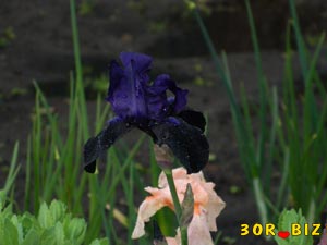Тёмно-фиолетовый ирис