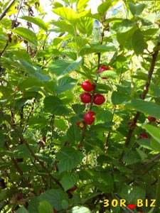 Ветка с ягодами