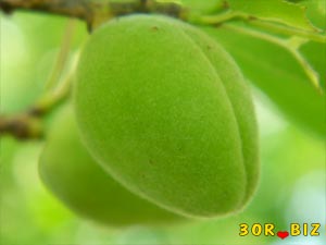 Зелёный абрикос