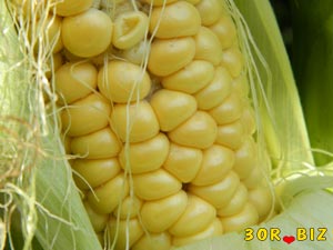 Зёрна кукурузы