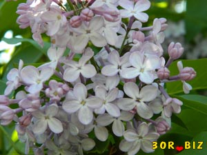 Бледно-лиловые цветы сирени