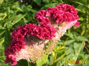 Необычные цветы целозия гребенчатая