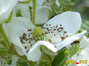 Белый цветок ежевики