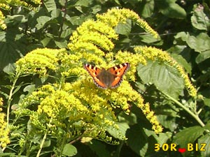 Бабочка крапивница на жёлтых цветах