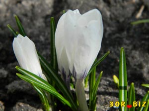 Крокус цветок, шафран весенний