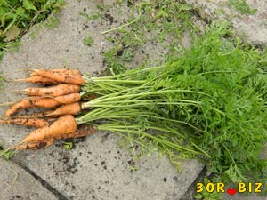 Морковь и ботва