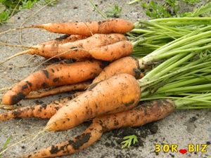 Морковь, морковка