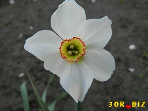 Нарцисс белый цветок