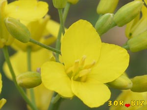 Жёлтый цветок рапса