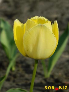 Бахромчатый жёлтый тюльпан