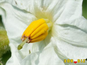 Белый цветок картофеля крупно