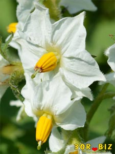 Белый цветок картофеля