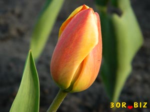 Бутон разноцветного тюльпана