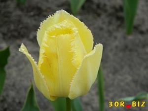 Цветок жёлтого тюльпана