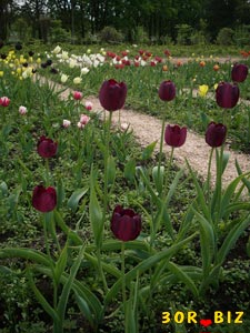 Фиолетово-бордовые тюльпаны