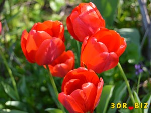 Красивые красные тюльпаны
