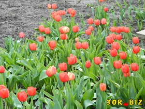 Красные тюльпаны цветут