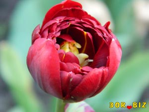 Красный махровый тюльпан