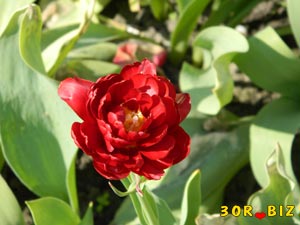 Пионовидный красный тюльпан