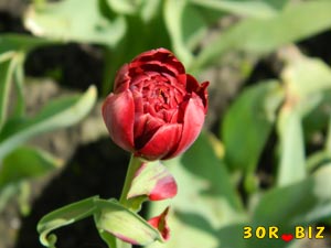 Пионовидный махровый тюльпан