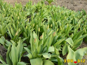 Растущие тюльпаны