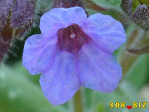 Синий цветок медуницы
