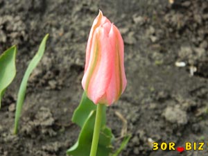 Зеленоцветковый розовый тюльпан