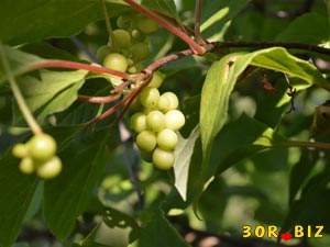 Зелёные ягоды китайского лимонника